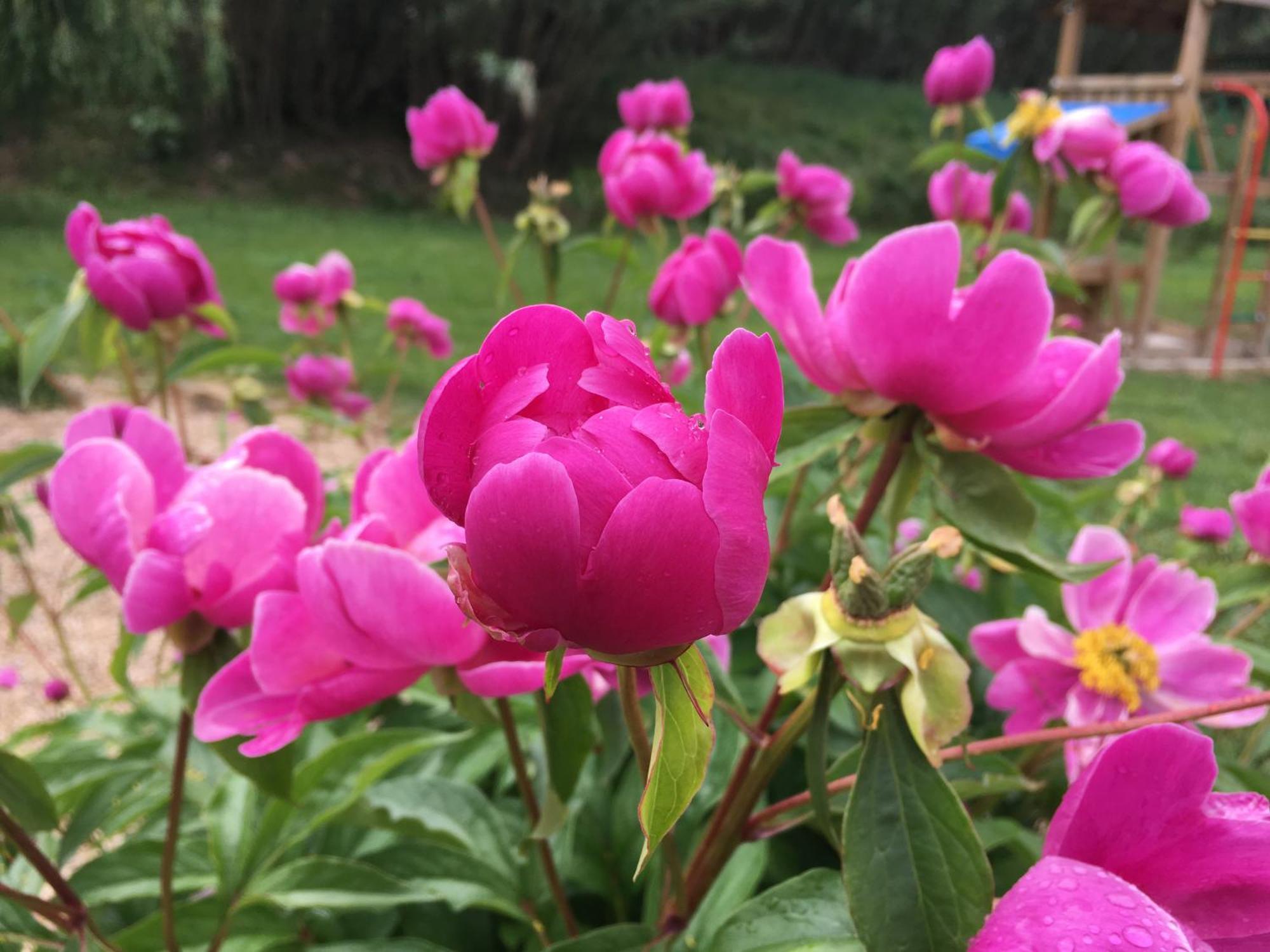 Gite En Provence "Rose" Modene Eksteriør billede